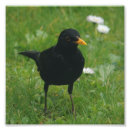 Suche nach amsel poster Schwarzes