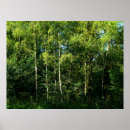 Suche nach birch tree poster Blätter