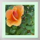 Suche nach rosenknospe poster Blume