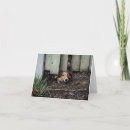 Suche nach shetland karten Hunde