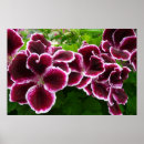 Suche nach edle poster Natur