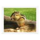 Suche nach chipmunk foto poster Tierwelt