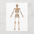 Suche nach menschliches skelett postkarten Anatomie