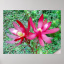Suche nach protea poster Hawaii