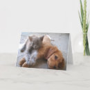 Suche nach cockerspaniel karten Tiere