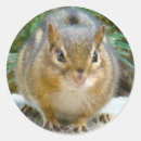 Suche nach chipmunks aufkleber Lustig
