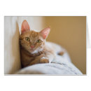 Suche nach inländisch postkarten Kätzchen