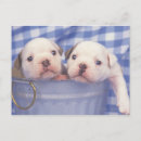 Suche nach englische postkarten Bulldogge