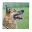 Suche nach zunge fliesen Welpe