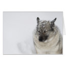 Suche nach elkhound Haustiere