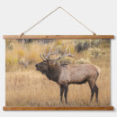 Suche nach adam jones Bull elch