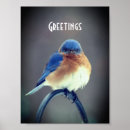 Suche nach bluebird poster Östlichen blauvogel