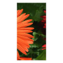 Suche nach orange gerbera poster Gänseblümchen