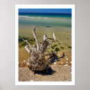 Suche nach driftwood poster Landscape