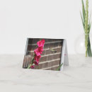 Suche nach kolibri karten Rosa