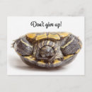 Suche nach schieber postkarten Schildkröte