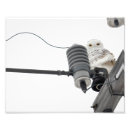 Suche nach schneeeule poster Schneebedeckt