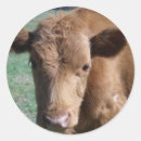 Suche nach kälber aufkleber Stier