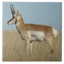 Suche nach antilope fliesen Gabelbock