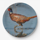 Suche nach fasan teller Phasianus colchicus