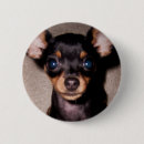 Suche nach dobermanns buttons Welpe