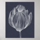 Suche nach tulip poster Blume