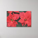 Suche nach poinsettia leinwandbilder Weihnachten