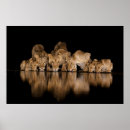 Suche nach wasserloch poster Afrika