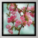 Suche nach quitten poster Blume