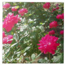 Suche nach fuchsia fliesen Natur