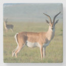 Suche nach gazelle Farbe
