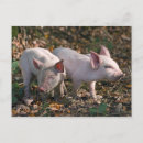 Suche nach ferkel postkarten Tier