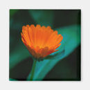 Suche nach orange blumen magnete Grün