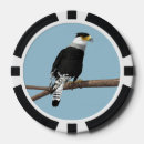 Suche nach caracara Vogel