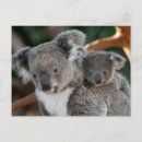 Suche nach tier postkarten koala