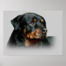 Suche nach rottweiler welpe poster Rotweiler