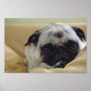 Suche nach süßer mops poster Hund