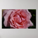 Suche nach hübschste rosen poster Rosa
