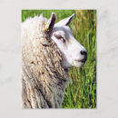 Suche nach mutterschaf poster Landwirtschaftliche betriebe