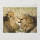 Suche nach mara postkarten Panthera leo