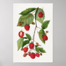 Suche nach blackberry poster Vintag