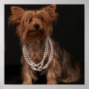Suche nach yorkshire terrier kunst poster Lustig