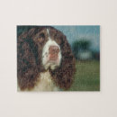 Suche nach springer spaniel puzzle Puzzlespiel