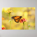 Suche nach zinnia poster Gelb