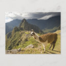 Suche nach llamas postkarten Peru