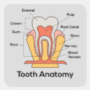 Suche nach anatomie aufkleber Pflege