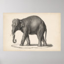 Suche nach elephant poster Tiere