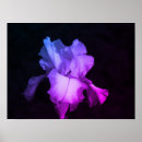 Suche nach purples poster Für sie