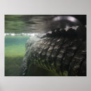 Suche nach crocodile poster Krokodil