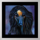 Suche nach afghan poster Afghanischer windhund